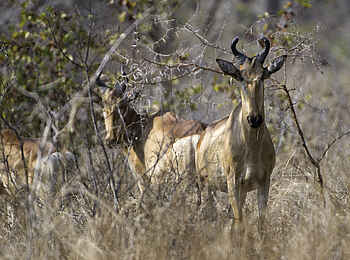 Mvuu Camp: Antilopen im Busch