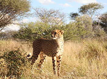 Naankuse Lodge: Gepard im Busch Naankuse Lodge: Gepard im Busch