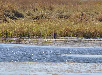Nanzhila Plains Safari Camp: Fischotter Nanzhila Plains Safari Camp: Fischotter