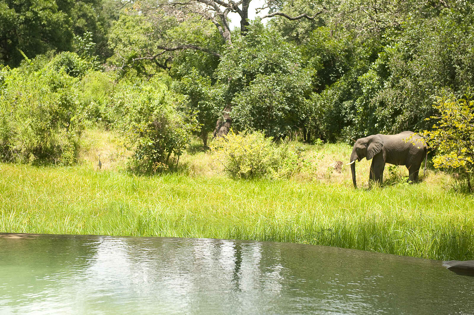 Nkwali Camp: Elefant am Flussufer Nkwali Camp: Elefant am Flussufer