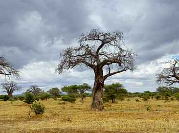 Oliver's Camp: Baobab-Bäume Oliver's Camp: Baobab-Bäume