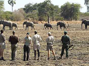Robin Pope Safaris: Elefanten ziehen vorbei