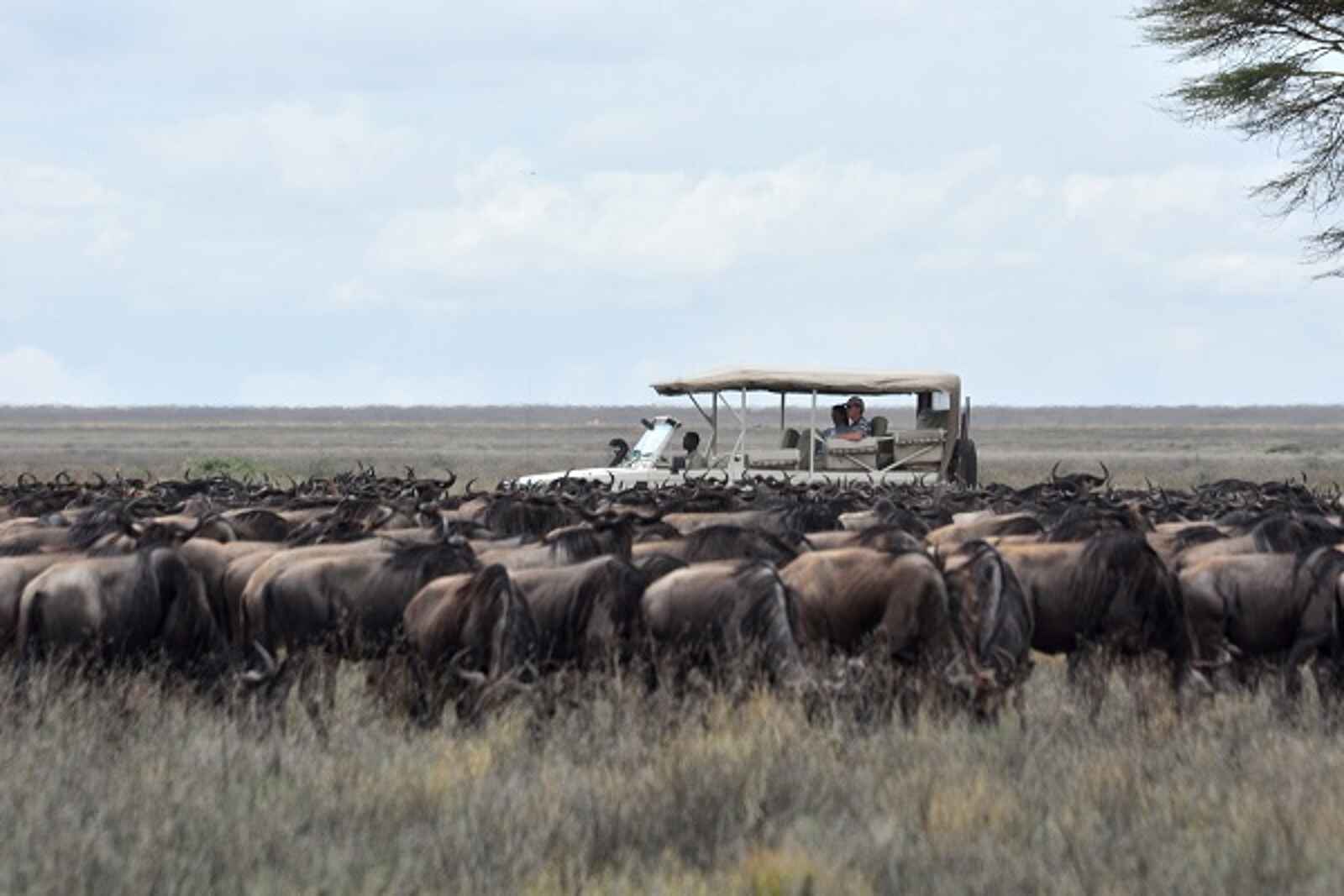 Sanctuary Serengeti Migration Camp: Geländefahrzeug zwischen Gnus Sanctuary Serengeti Migration Camp: Geländefahrzeug zwischen Gnus