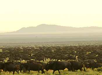 Sanctuary Serengeti Migration Camp: Wandernede Gnuherde Sanctuary Serengeti Migration Camp: Wandernede Gnuherde