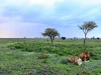 Serian's Serengeti Mobile Kusini Camp: Löwen im Grasland