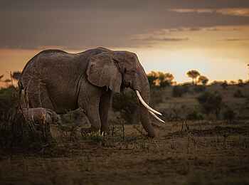 Singita Faru Faru: Elefantenmutter mit Baby