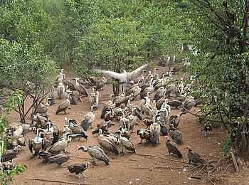Victoria Falls Safari Lodge: Geierfütterung