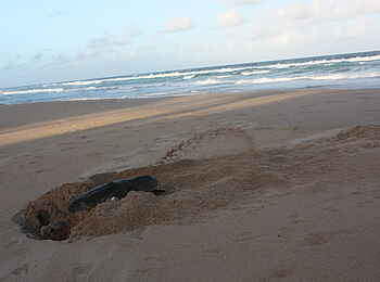 White Pearl Resorts: Schildkröte am Strand