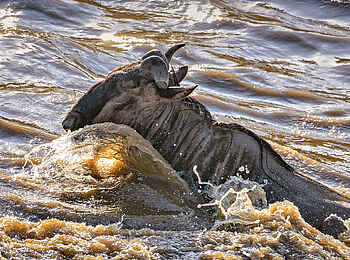Entim Masai Mara: Gnu beim Queren des Mara River