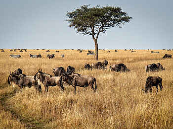 Entim Masai Mara: Gnus in der Savanne