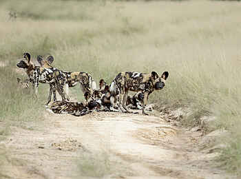 Kanga Expeditions: Aufbruch zur Jagd