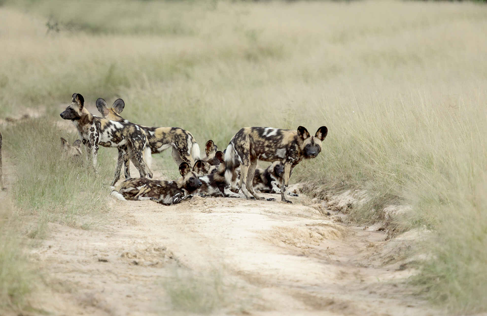 Kanga Expeditions: Aufbruch zur Jagd Kanga Expeditions: Aufbruch zur Jagd