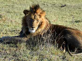 Olare Mara Kempinski: Löwe im Gras