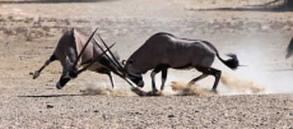 Kgalagadi Transfrontier Park