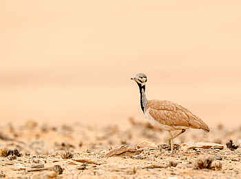 Serra Cafema: Ruppells Korhaan