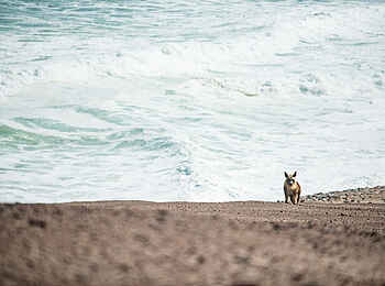 Shipwreck Lodge: Braune Hyäne Shipwreck Lodge: Braune Hyäne