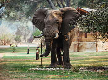 Time + Tide Chongwe Camp: Elefant im Camp