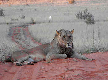 !Xaus Lodge: Roadblock !Xaus Lodge: Roadblock