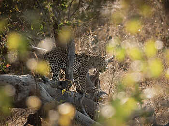 Charlie Ruaha Safari Camp: Leopard auf Pirsch