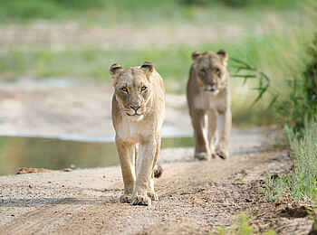 Hoanib Valley Camp: Löwen Hoanib Valley Camp: Löwen