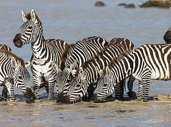 Klein's Camp: Trinkende Zebras