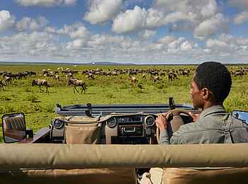 Legendary Songa Migrational Camp: Gnus