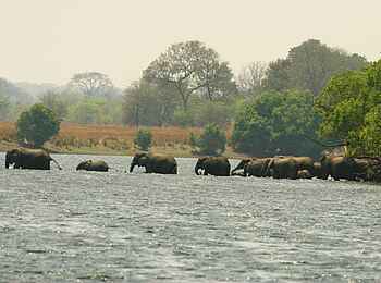 Leopard Lodge: Elefanten überqueren den Kafue