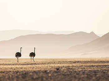 Little Kulala Lodge: Ein Straußenpaar in den weiten Ebenen Little Kulala Lodge: Ein Straußenpaar in den weiten Ebenen