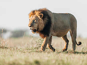 Little Mombo Camp: Löwe