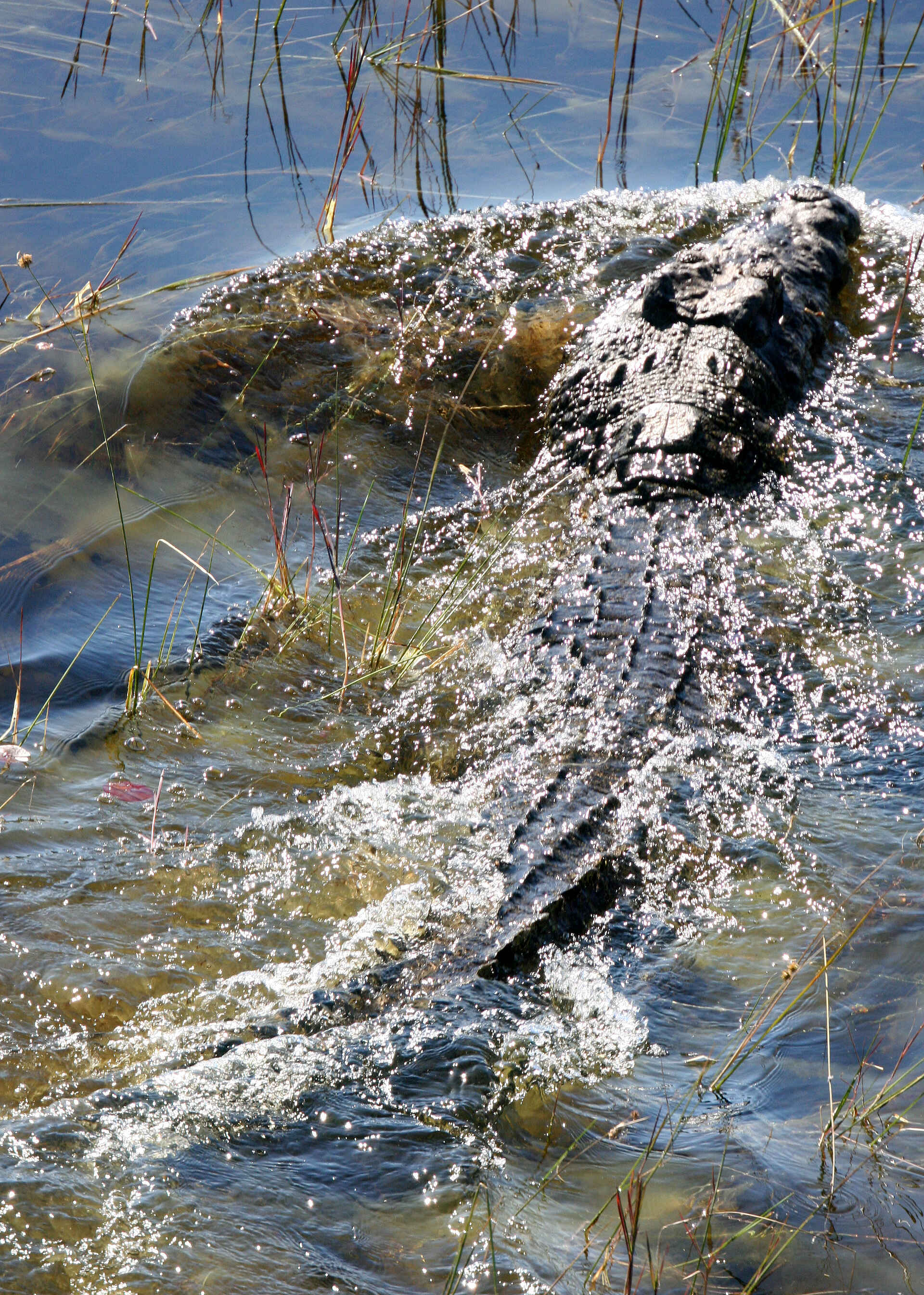 Africa, African Horseback Safaris, Afrika, Afrikanische Wildhunde, afrikarma, Binnendelta, Birding, Boma, Bootsfahrten, Botsuana, Botswana, Braunkehlreiher, Buchen, Buchung, ecological monitoring, Eco-Safari, Einbaum-Boote, environmental monitoring, Fischadler, Flusspferde, Horseback Riding, Information, Informationen, Flusspferd, Nilkrokodil, Nilpferd, Macatoo Camp, Afrikanischer Wildhund, Breitmaulnashorn, Mokoros, Nashorn, Pool, Reiten, Reit-Safari, Swimmingpool, Nachhaltigkeit, Nachtpirschfahrten, Okavango, Okavango Delta, Okavango Panhandle, Okavango River, Okavangobecken, Okavangodelta, Ökologisch, Pferde, Pirschfahrten, Ranwanalenaus, Reise, Reiseveranstalter, Reitsafari, Safari, Umweltüberwachungen, Urlaub, Vogelbeobachtungen, Vollpension, Wasserböcke, www.afrikarma.de, Ngamiland East, Fauna, Fleischfresser, Krokodil, Tiere, Wasser, Big Five, Büffel, Elefant, Leopard, Löwe, Spitzmaulnashorn