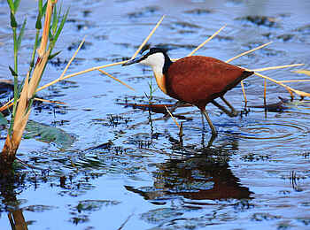 Motswari Game Lodge: Vogelbeobachtungen