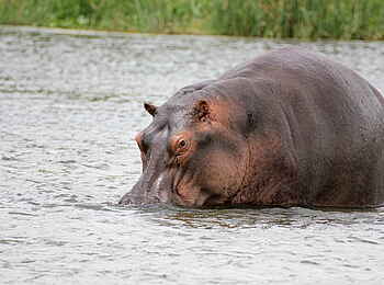 Murchison River Lodge: Nilpferd