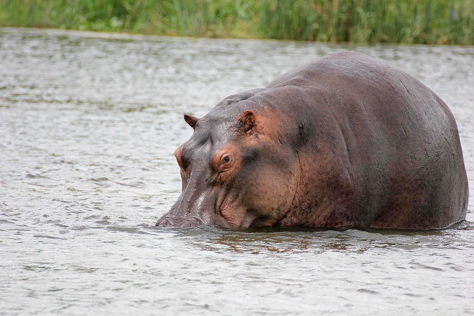 Murchison River Lodge: Nilpferd Murchison River Lodge: Nilpferd