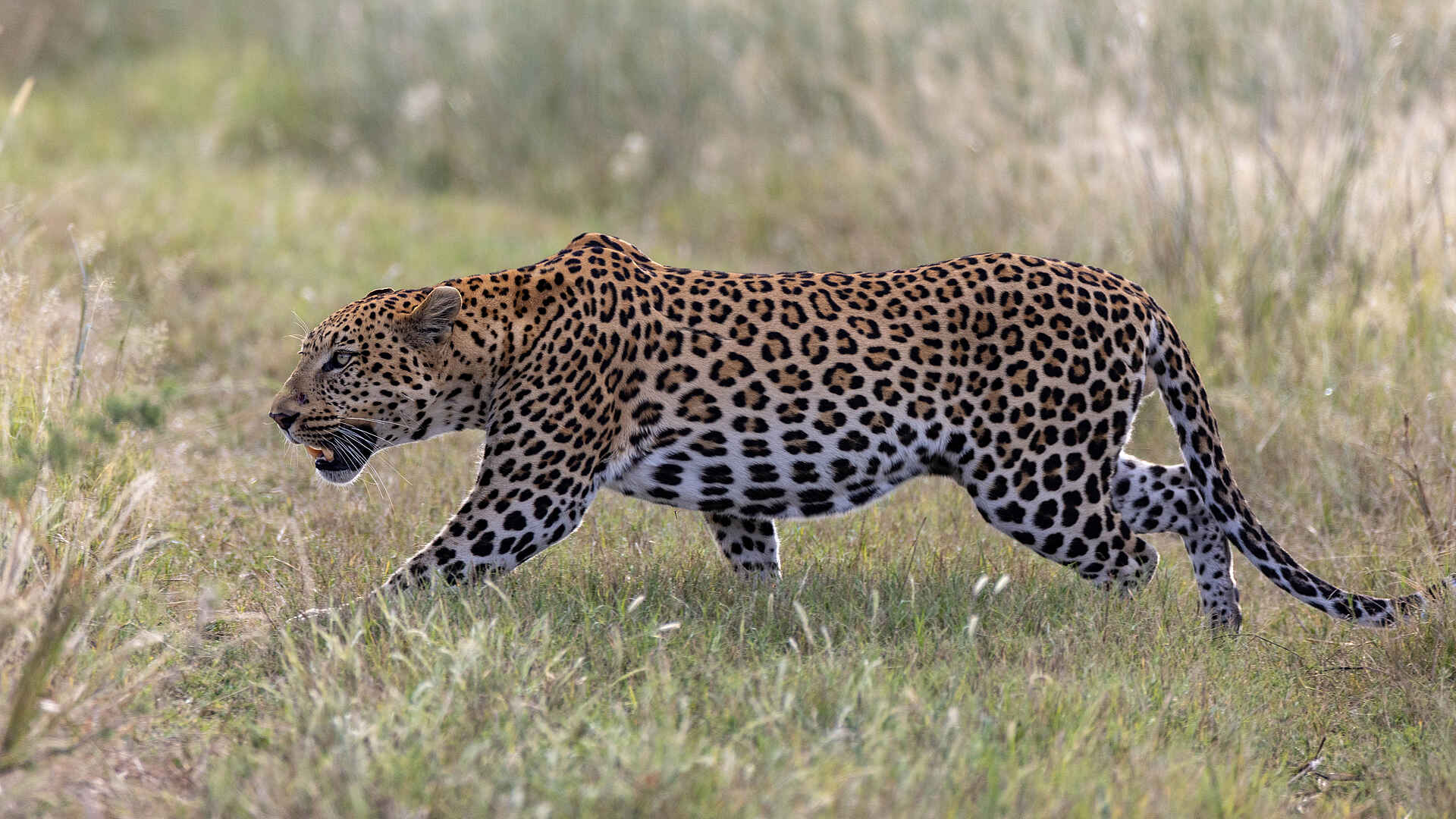 Nkasa Linyanti Camp: Leopard auf Pirsch