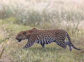 Nkasa Linyanti Camp: Leopard auf Pirsch