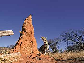 Okonjima Plains Camp: Leopard neben Termitenhügel Okonjima Plains Camp: Leopard neben Termitenhügel