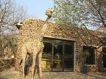 Okutala Lodge: Giraffe vor Lodge Okutala Lodge: Giraffe vor Lodge