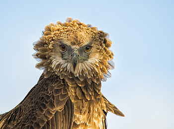 Qorokwe Camp: Snake Eagle Qorokwe Camp: Snake Eagle