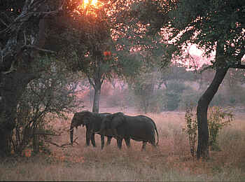 Robin Pope Safaris: Elefanten im Morgengrauen