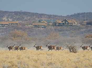 Safarihoek Lodge: Eland und Lodge