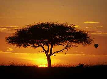 Sala's Camp: Heißluftballon beim Sonnenaufgang Sala's Camp: Heißluftballon beim Sonnenaufgang