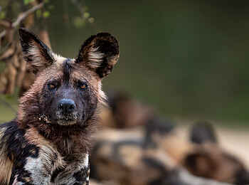Singita Elela Luxury Lodge: Wildhunde Singita Elela Luxury Lodge: Wildhunde