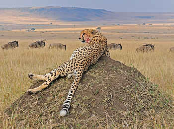 Soroi Mara Bush Camp: Gepard mit Gnus in der Masai Mara