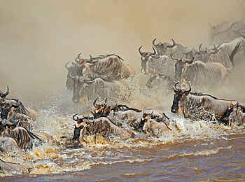 Soroi Mara Bush Camp: Gnus bei der Flußüberquerung