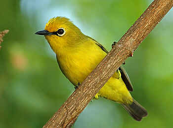 The Manta Resort: Brillenvogel The Manta Resort: Brillenvogel