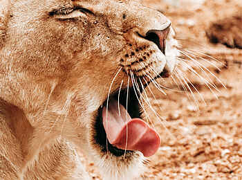 Thornybush Game Lodge: Eine Löwin Thornybush Game Lodge: Eine Löwin