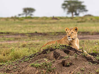 Ubuntu Migration Camp: Löwin
