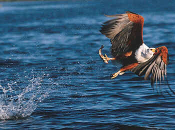 Kariega River Lodge: Adler mit Fisch