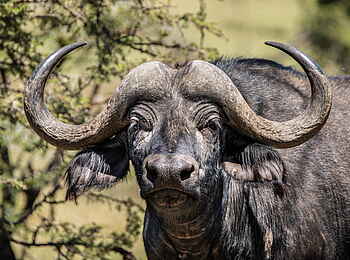 Mara Nyika Camp: Büffelportrait