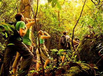 Masoala Forest Lodge: Im Wald Masoala Forest Lodge: Im Wald